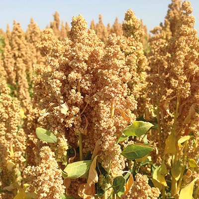 QUINOA, The Andean crop in demand as a super food